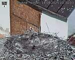 Capi_Dubne_20250814_103003.jpg