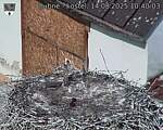 Capi_Dubne_20250814_104003.jpg