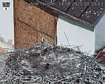 Capi_Dubne_20250814_105003.jpg