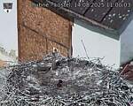 Capi_Dubne_20250814_110003.jpg