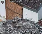 Capi_Dubne_20250814_110503.jpg