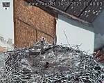 Capi_Dubne_20250814_114003.jpg