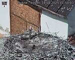 Capi_Dubne_20250814_115003.jpg