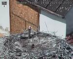 Capi_Dubne_20250814_122503.jpg