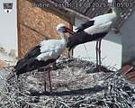 Capi_Dubne_20250814_130504.jpg