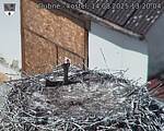 Capi_Dubne_20250814_132004.jpg