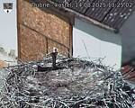 Capi_Dubne_20250814_132502.jpg