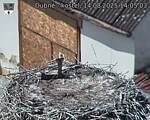 Capi_Dubne_20250814_140503.jpg