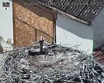Capi_Dubne_20250814_143003.jpg
