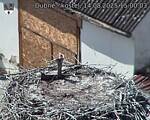 Capi_Dubne_20250814_150003.jpg