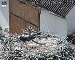 Capi_Dubne_20250814_160503.jpg