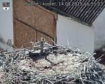 Capi_Dubne_20250814_165503.jpg
