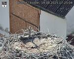 Capi_Dubne_20250814_172504.jpg