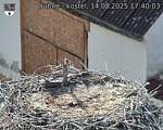 Capi_Dubne_20250814_174003.jpg
