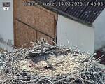 Capi_Dubne_20250814_174503.jpg