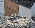 Capi_Dubne_20250814_175003.jpg