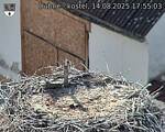 Capi_Dubne_20250814_175503.jpg