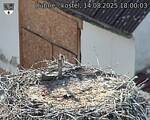 Capi_Dubne_20250814_180003.jpg