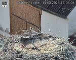 Capi_Dubne_20250814_180504.jpg