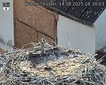 Capi_Dubne_20250814_183003.jpg