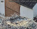 Capi_Dubne_20250814_185004.jpg