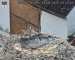 Capi_Dubne_20250814_191504.jpg