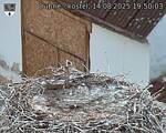 Capi_Dubne_20250814_195003.jpg