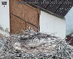 Capi_Dubne_20250814_201503.jpg