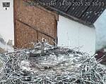 Capi_Dubne_20250814_203003.jpg