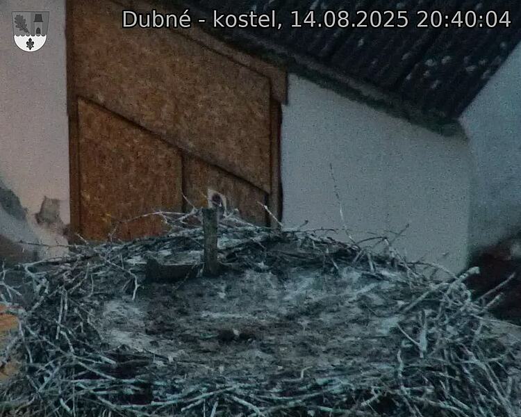 Capi_Dubne_20250814_204004.jpg (1350 x 1080)