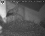 Capi_Dubne_20250814_215004.jpg
