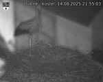 Capi_Dubne_20250814_215503.jpg