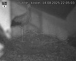 Capi_Dubne_20250814_220503.jpg