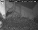 Capi_Dubne_20250814_221003.jpg