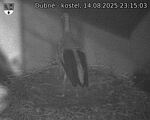 Capi_Dubne_20250814_231503.jpg