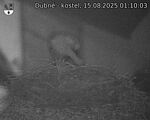 Capi_Dubne_20250815_011004.jpg