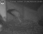 Capi_Dubne_20250815_011503.jpg