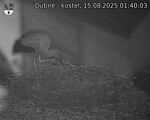 Capi_Dubne_20250815_014003.jpg