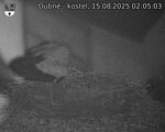 Capi_Dubne_20250815_020503.jpg