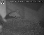 Capi_Dubne_20250815_022003.jpg