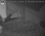 Capi_Dubne_20250815_034003.jpg