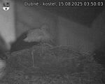 Capi_Dubne_20250815_035003.jpg