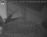 Capi_Dubne_20250815_041003.jpg
