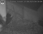Capi_Dubne_20250815_043004.jpg