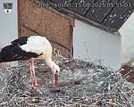 Capi_Dubne_20250815_055503.jpg