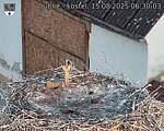 Capi_Dubne_20250815_063003.jpg
