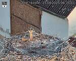 Capi_Dubne_20250815_063503.jpg