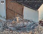 Capi_Dubne_20250815_064003.jpg