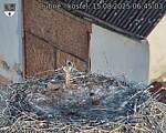 Capi_Dubne_20250815_064504.jpg