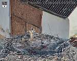 Capi_Dubne_20250815_070504.jpg